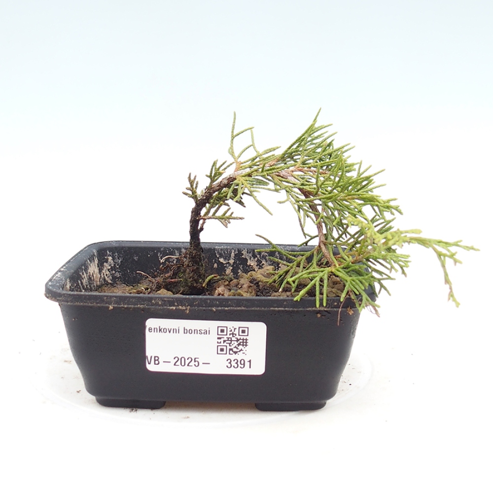 Bonsái de exterior - Juniperus chinensis Itoigawa