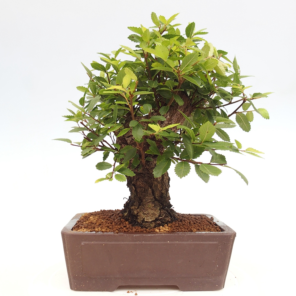 Bonsai de exterior - Zelkova - Zelkova NIRE