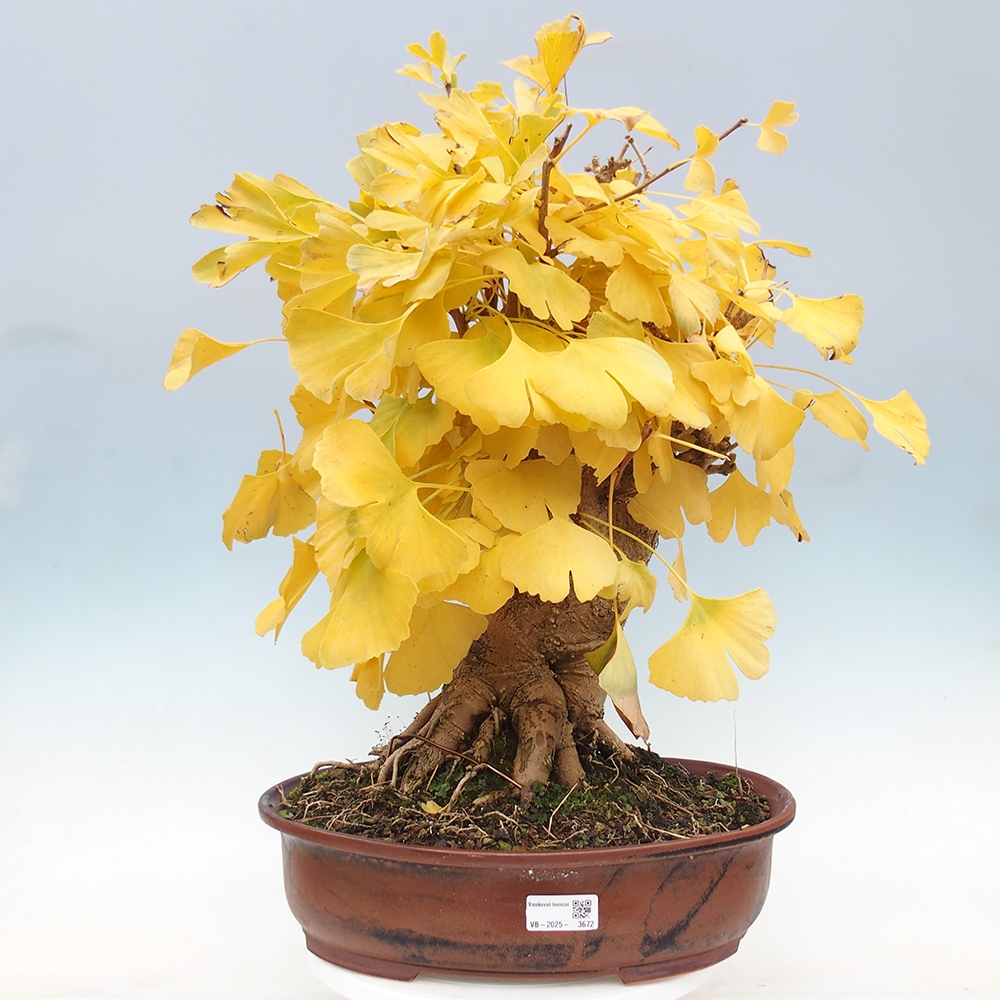 Bonsai de exterior - Ginkgo biloba - Ginkgo biloba