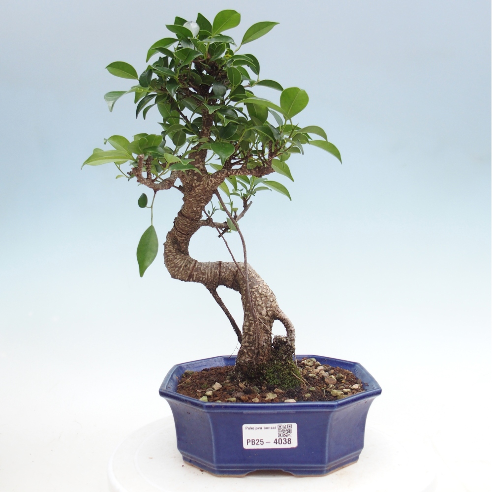Bonsái de habitación - Ficus retusa - ficus de hoja pequeña