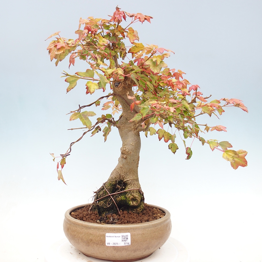 Bonsai de exterior - Acer Buergerianum - Arce hamburgués