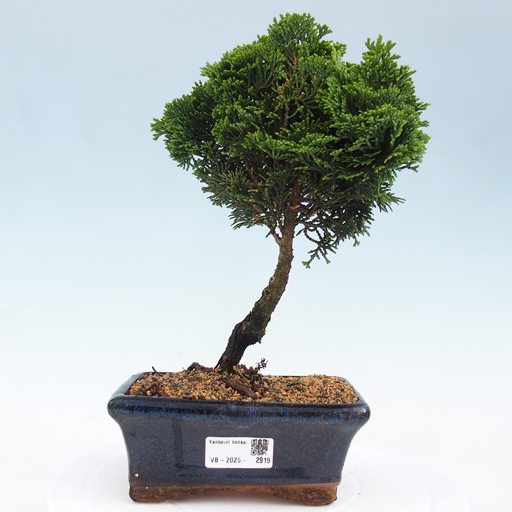 Bonsai de exterior - Cham.pis obtusa Nana Gracilis - Ciprés