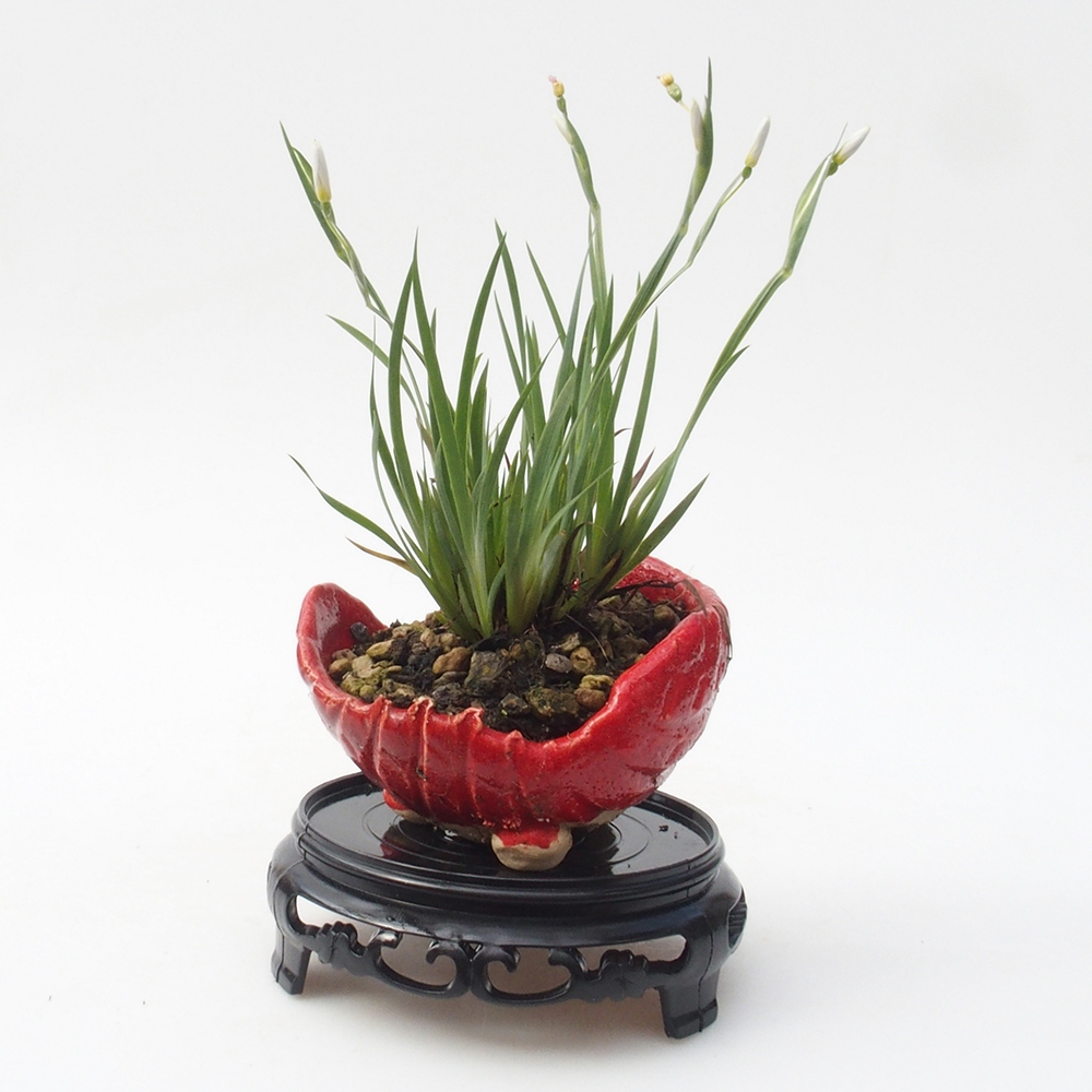 Mesa bonsai redonda de plástico 10 x 10 x 3,5 cm, negra