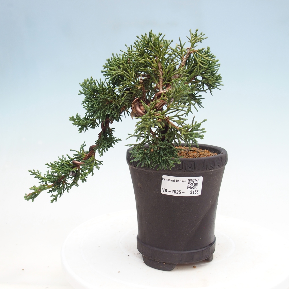 Bonsái de exterior - Juniperus chinensis Kishu