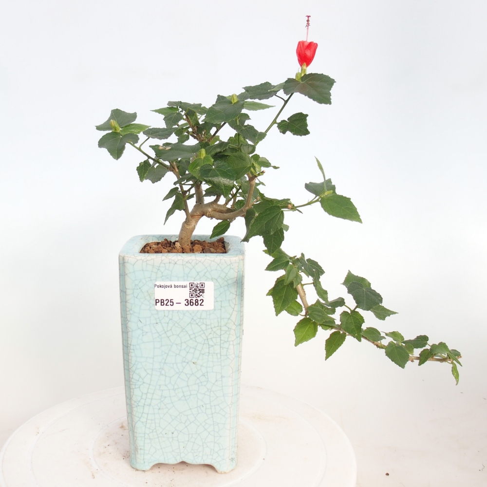 Bonsái de interior - Malvaviscus arboreus