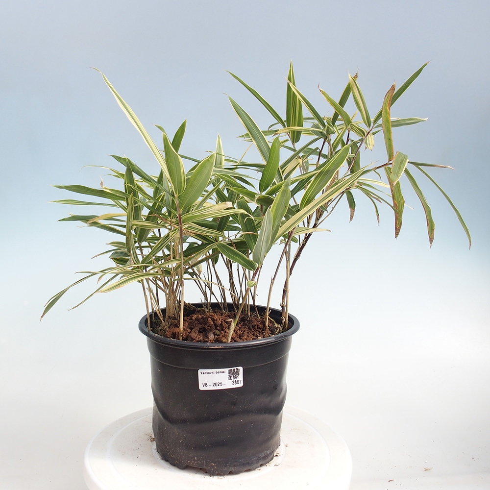 Bonsái de exterior - Sasaella masamuneana Albostriata - Bambú