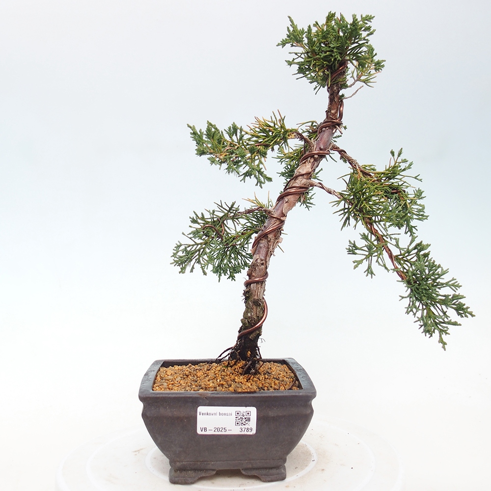 Bonsái de exterior - Juniperus chinensis Kishu