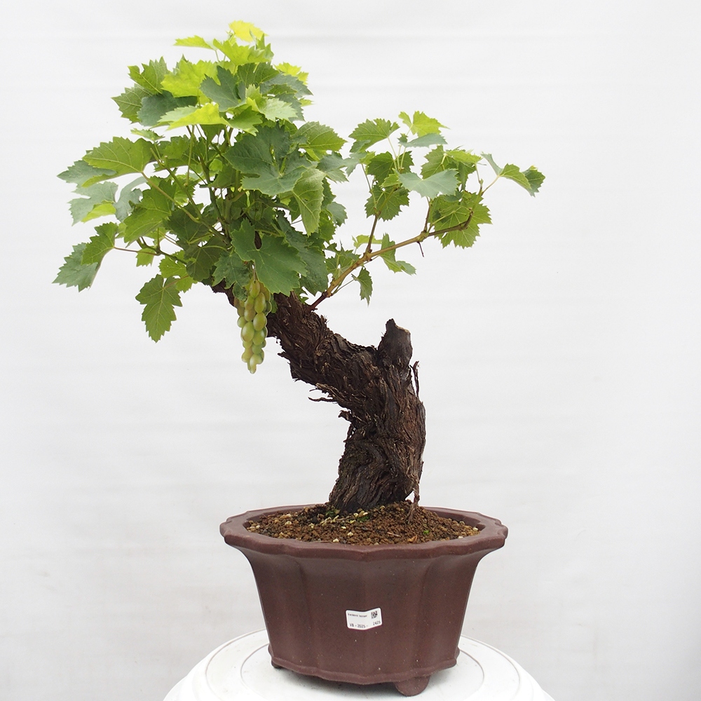 Bonsai de exterior - Vitis vinnifera MUSKAT ITALIA - Enredaderas