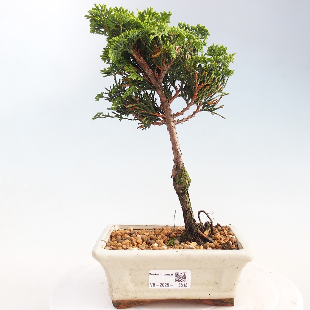 Bonsai de exterior - Cham.pis obtusa Nana Gracilis - Ciprés