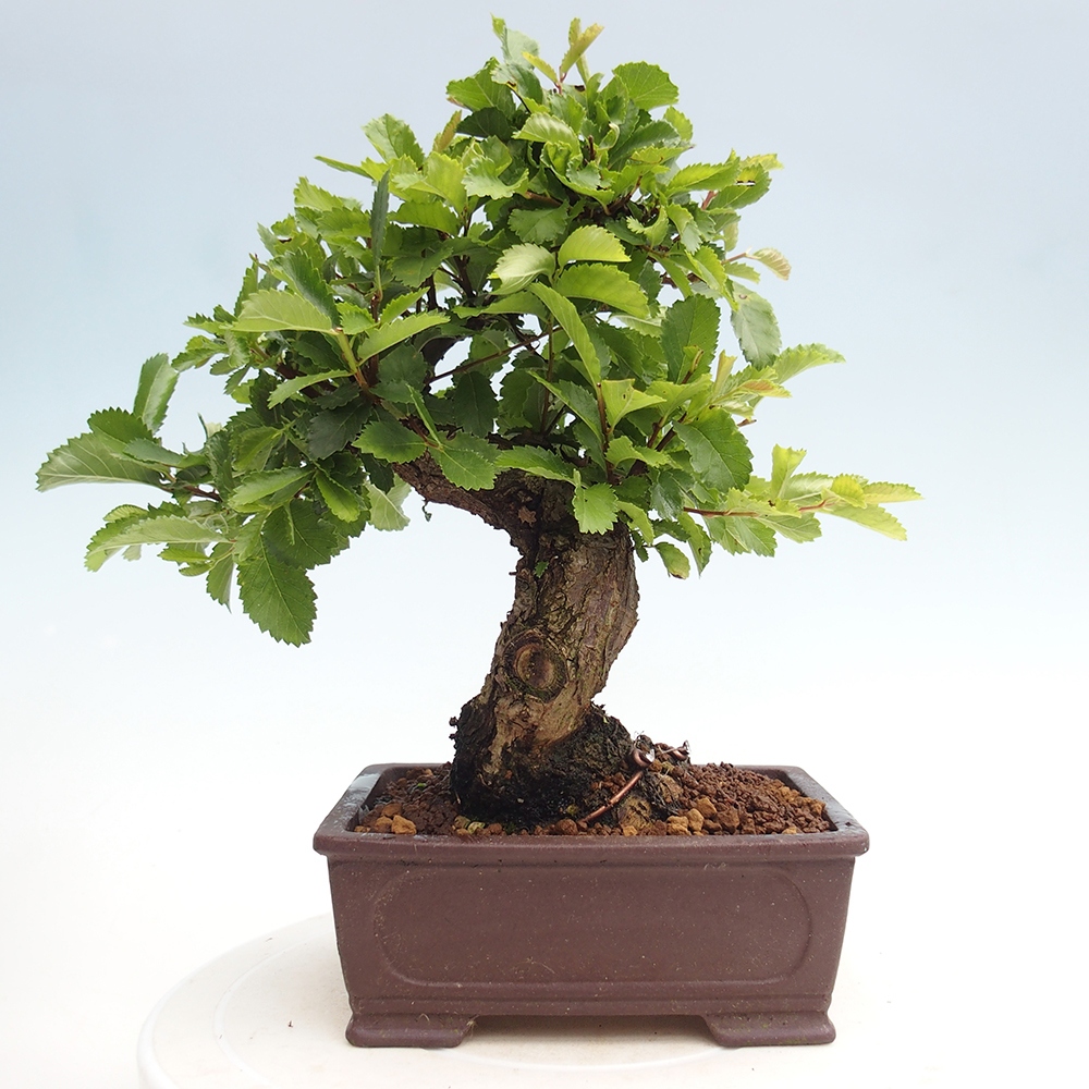 Bonsai de exterior - Zelkova - Zelkova NIRE