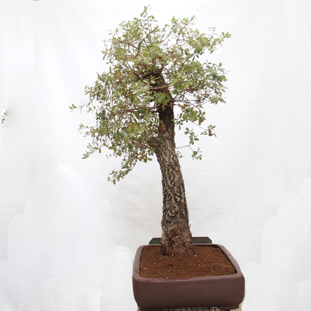 Yamadori - Quercus Ilex - Acebo de encina