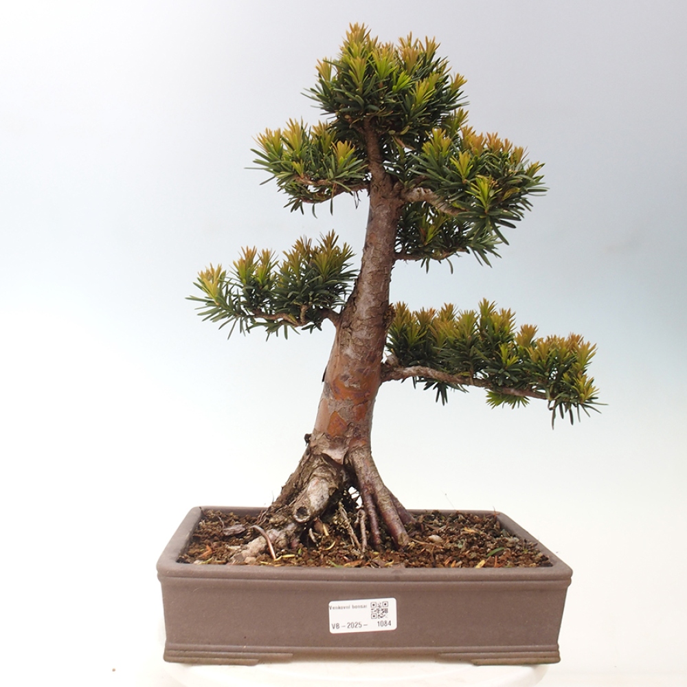 Bonsái de exterior - Taxus cuspidata - Tejo japonés