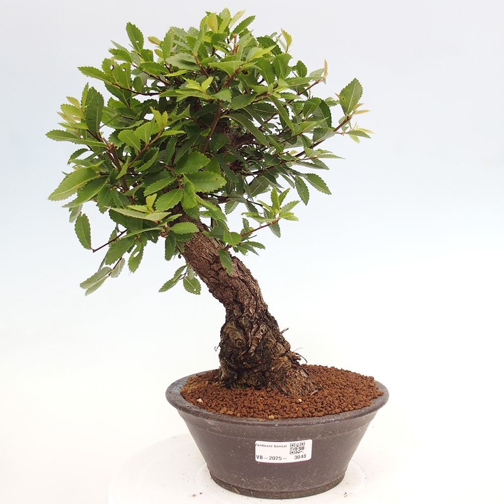 Bonsai de exterior - Zelkova - Zelkova NIRE