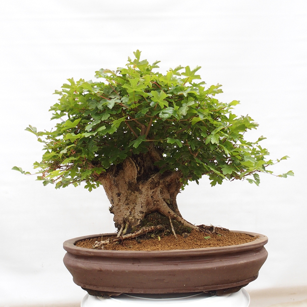 Bonsai de exterior - Acer Campestre - Arce babyka