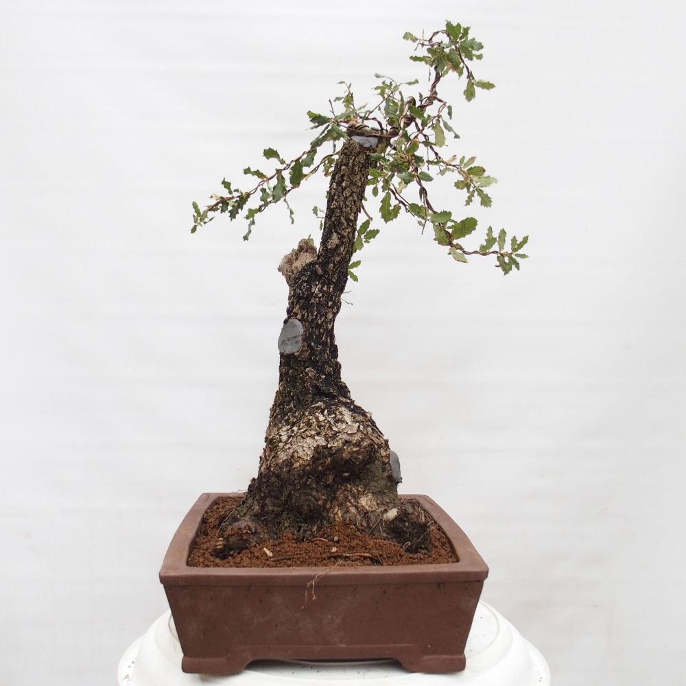 Yamadori - Quercus Ilex - Acebo de encina
