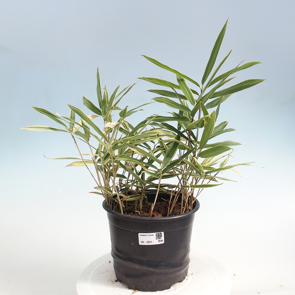 Bonsái de exterior - Sasaella masamuneana Albostriata - Bambú