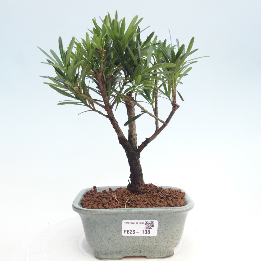 Bonsái de habitación - Podocarpus - Tejo de piedra