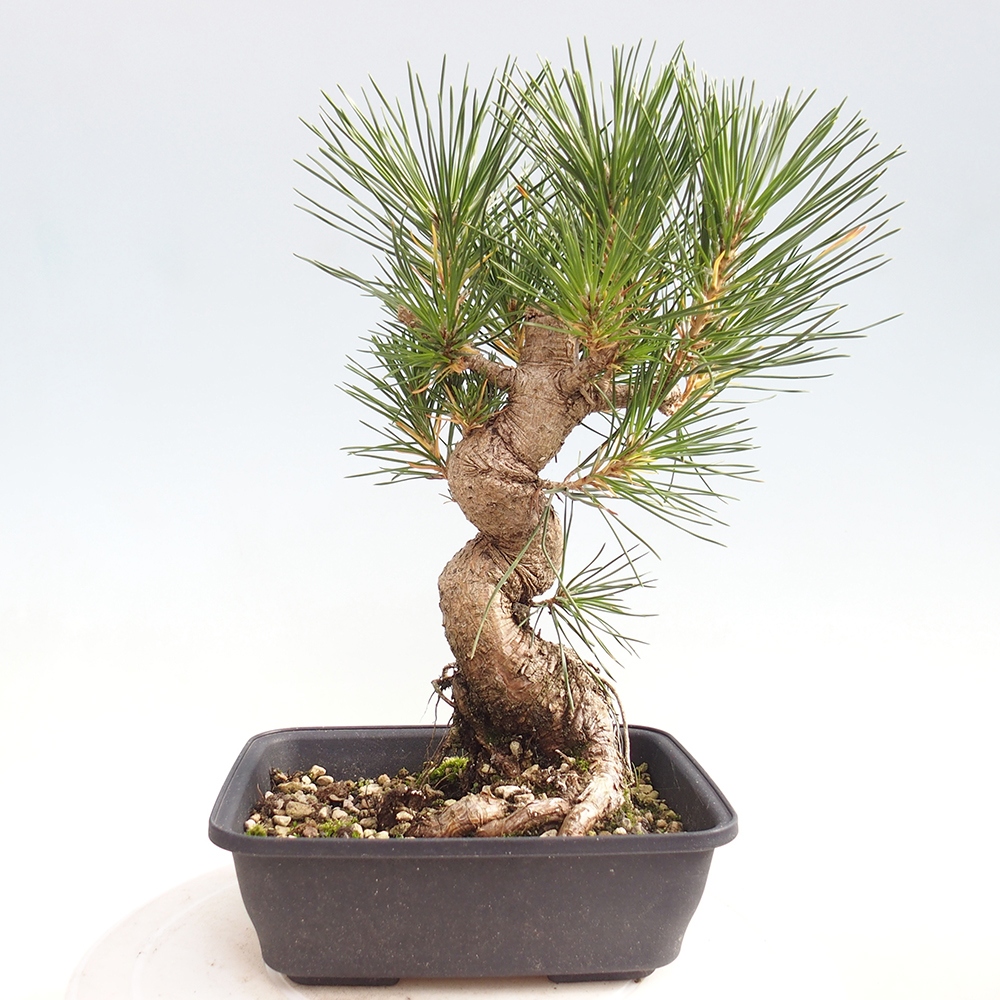 Bonsái de exterior - Pinus thunbergii - Pino Thunberg