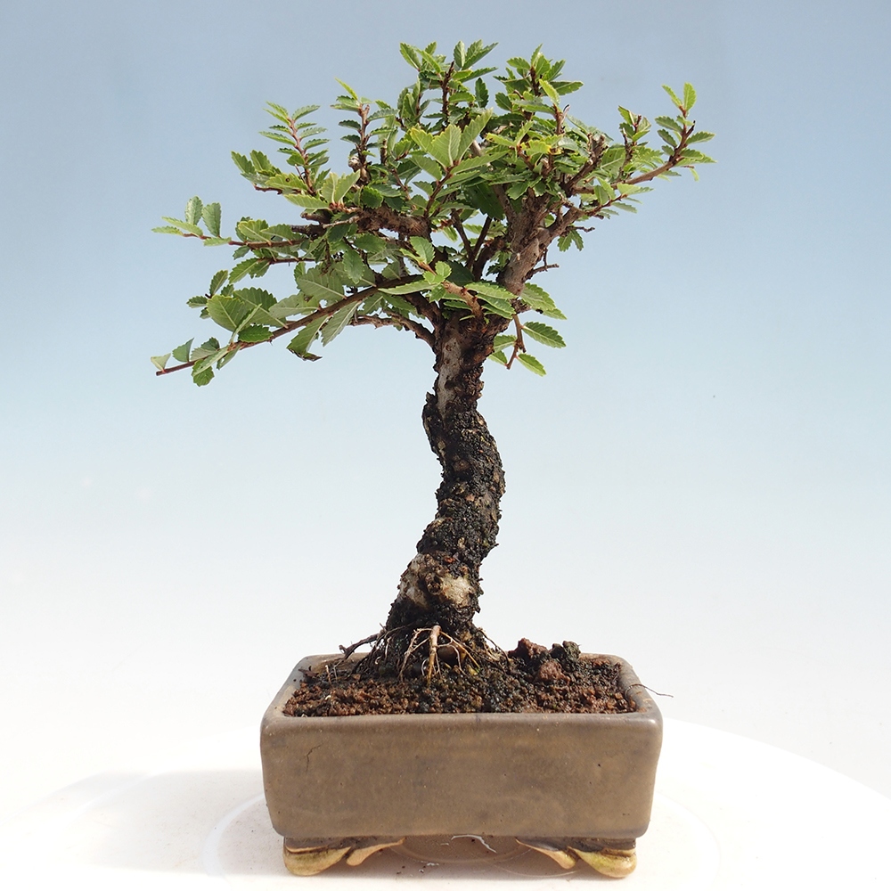 Bonsai de exterior - Zelkova - Zelkova NIRE