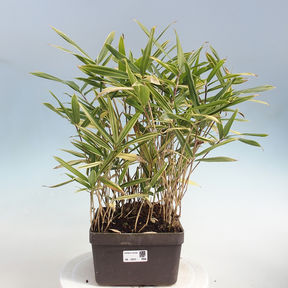 Bonsái de exterior - Sasaella masamuneana Albostriata - Bambú