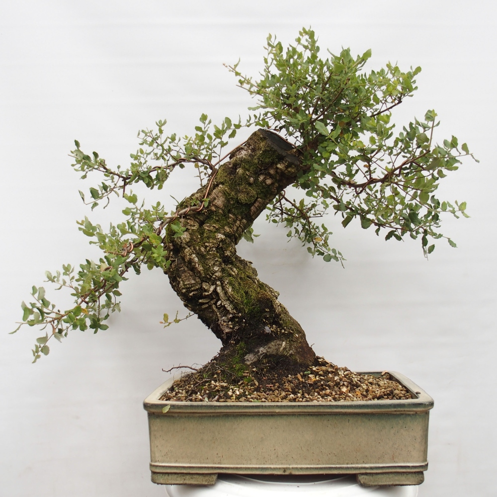 bonsai de exterior Quercus suber - Alcornoque
