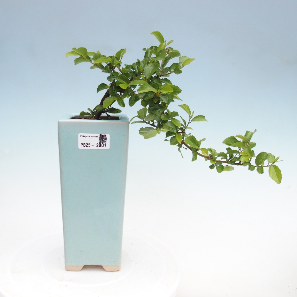 Bonsái de interior - Grewia occidentalis - Estrella de mar lavanda