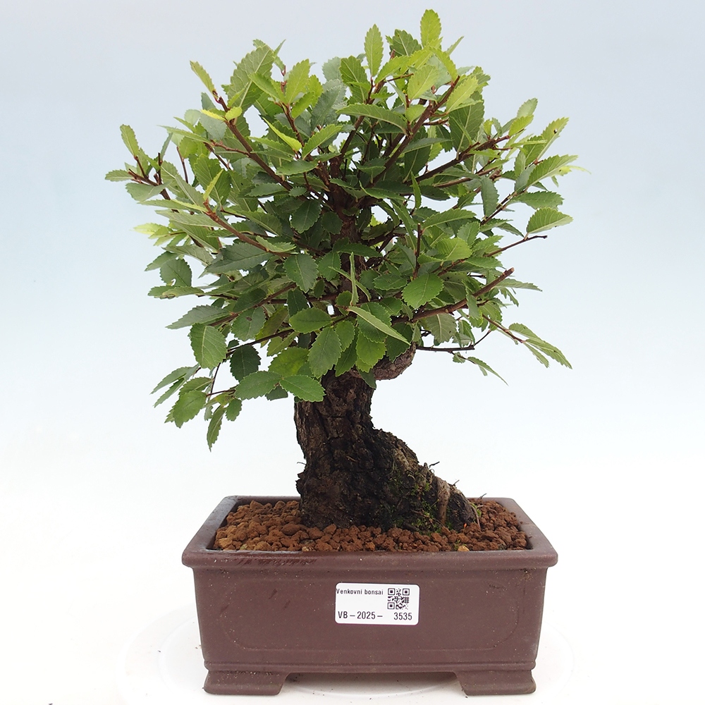 Bonsai de exterior - Zelkova - Zelkova NIRE