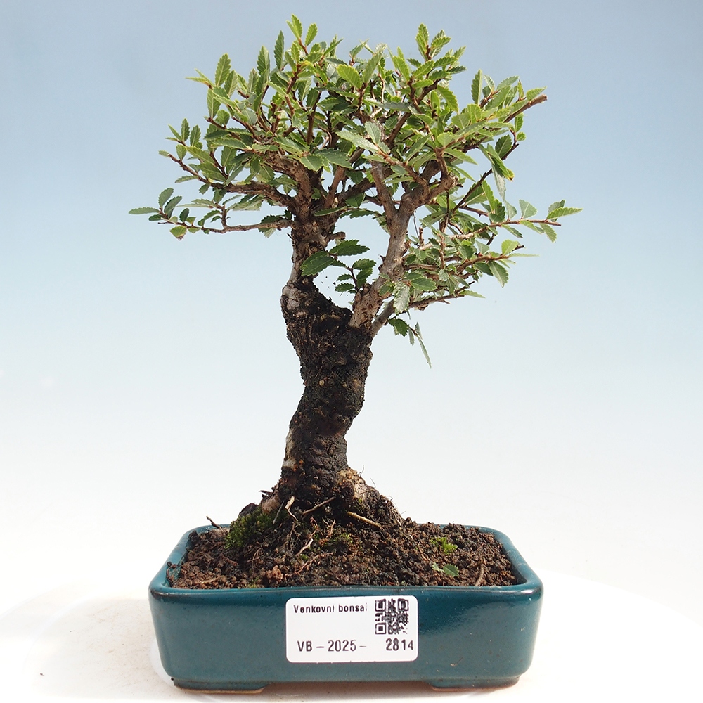 Bonsai de exterior - Zelkova - Zelkova NIRE