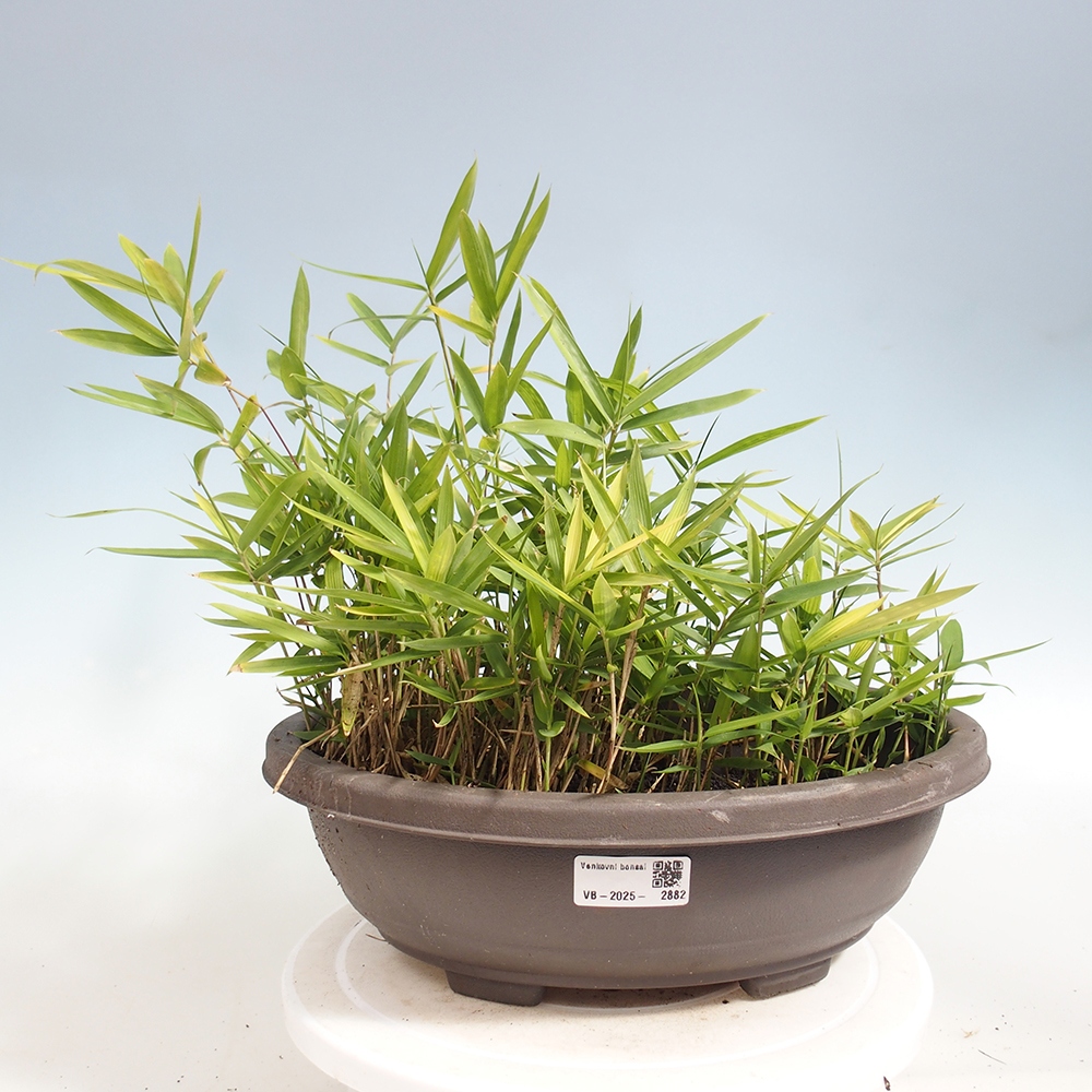 Bonsai de exterior - Pleioblastus argenteostriatus f.pumilus - Bambú enano
