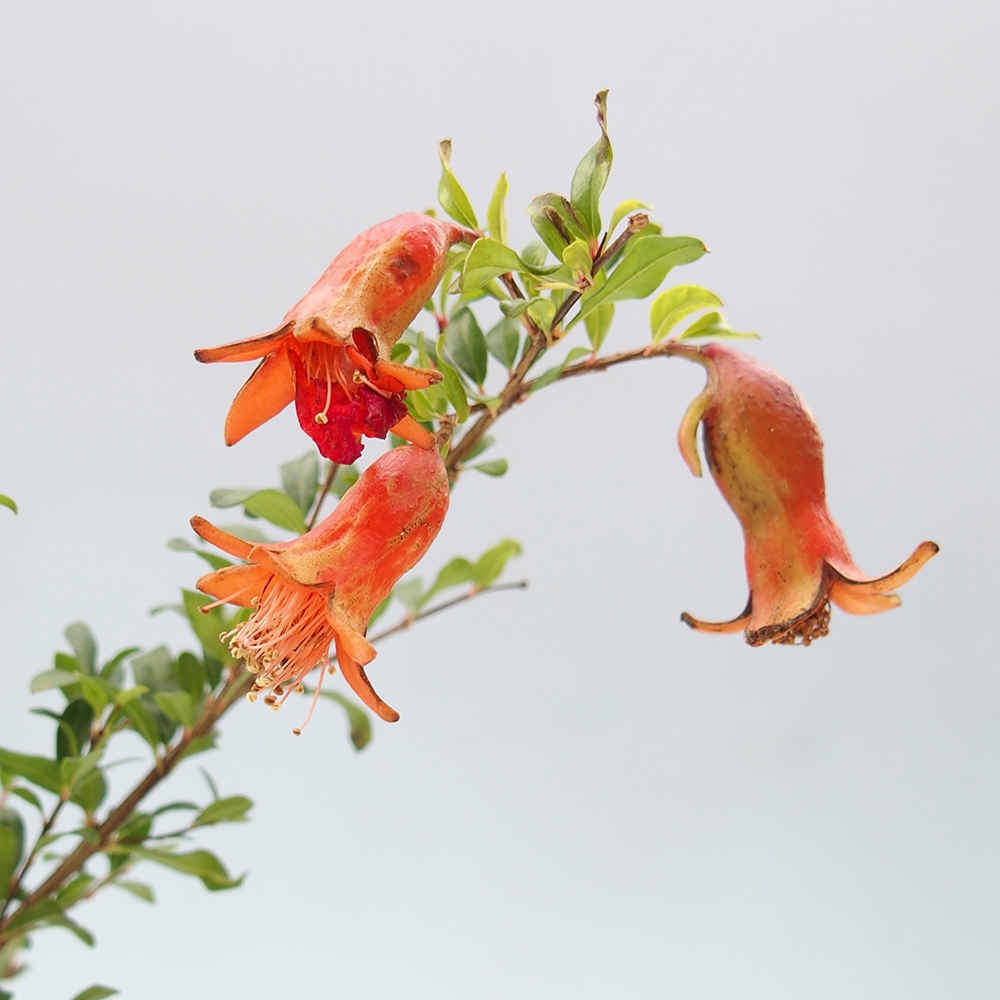 Bonsái de habitación-PUNICA granatum nana-Manzana granada
