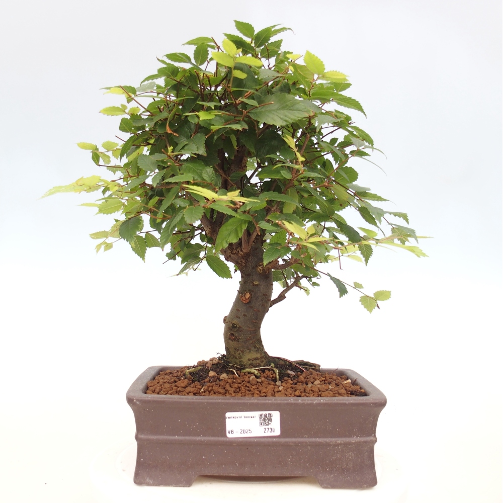 Bonsai de exterior - Zelkova - Zelkova NIRE