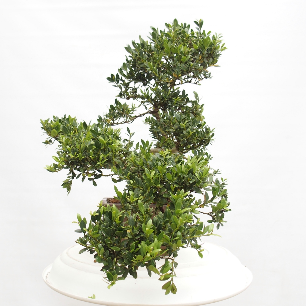 Bonsái de habitación - Ilex crenata - Acebo