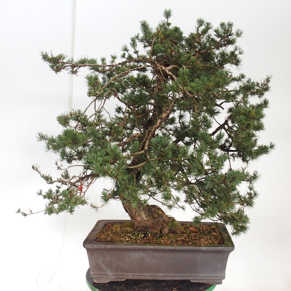 Yamadori - Pinus sylvestris España