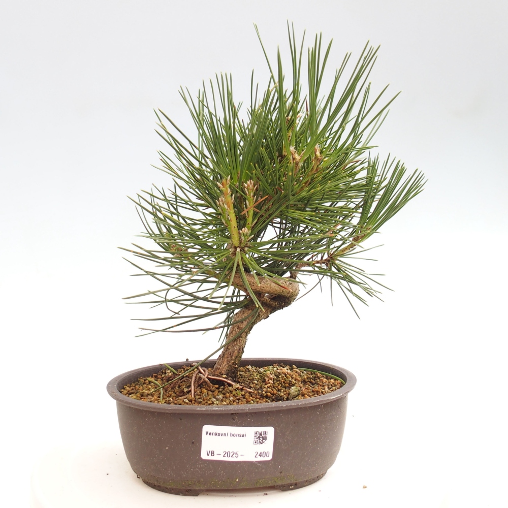 Bonsái de exterior - Pinus thunbergii - Pino Thunberg