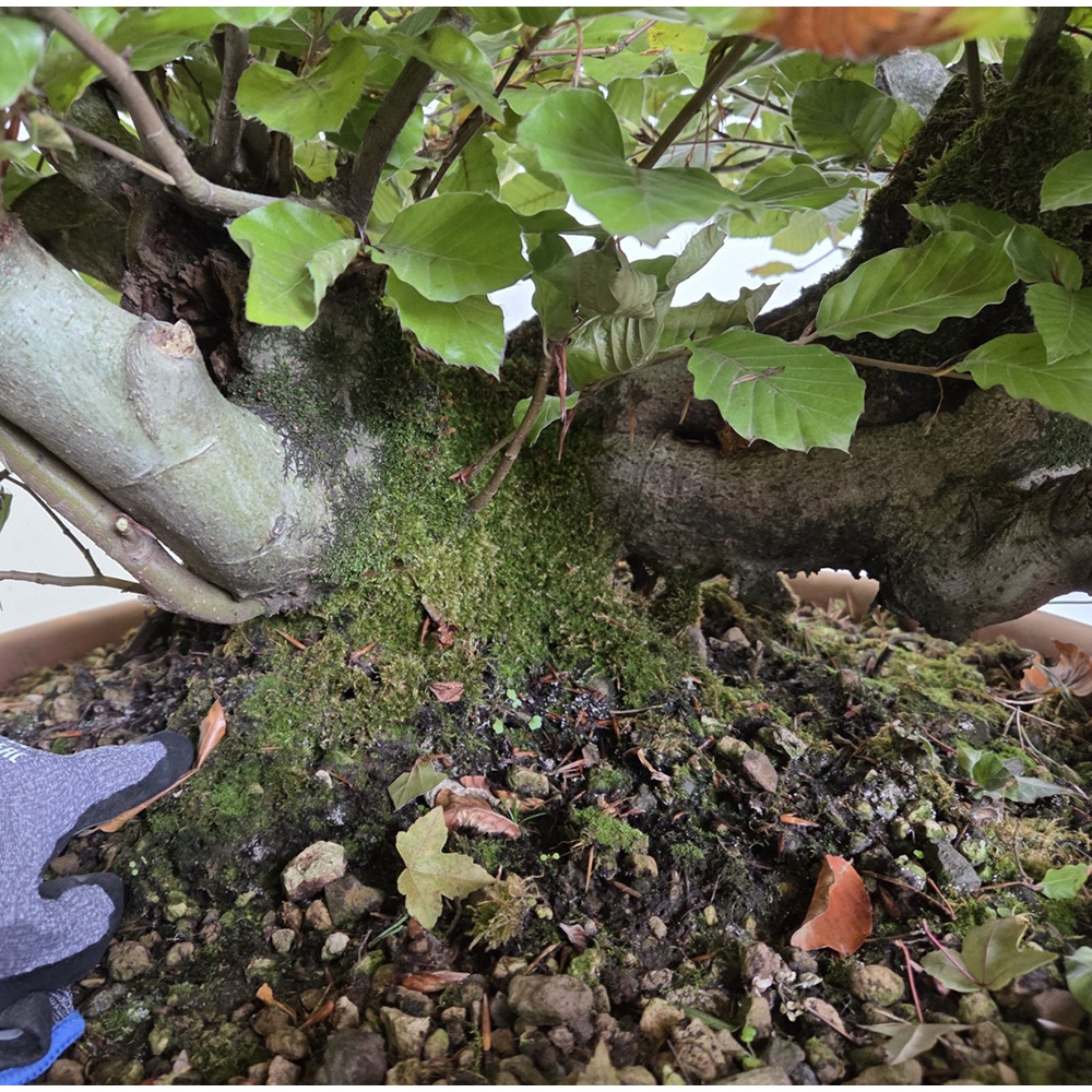 Bonsái de exterior-Fagus sylvatica