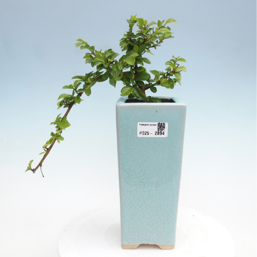 Bonsái de interior - Grewia occidentalis - Estrella de mar lavanda