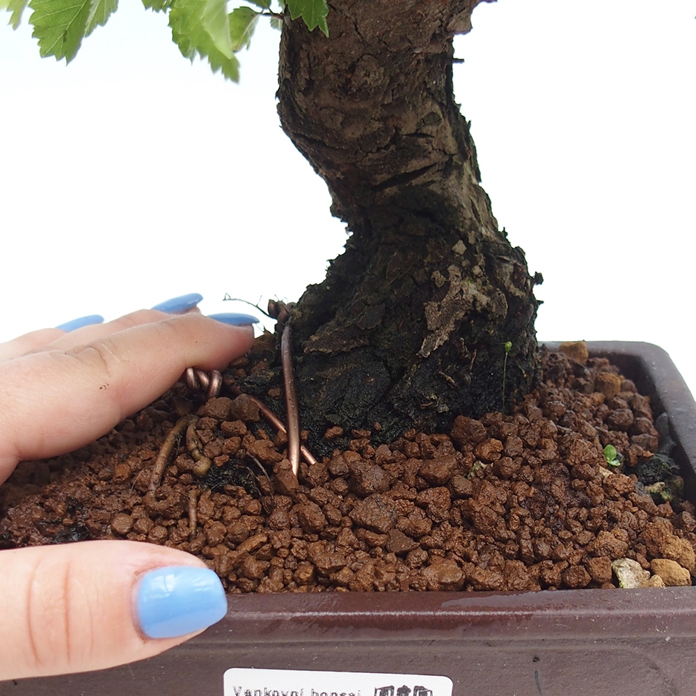 Bonsai de exterior - Zelkova - Zelkova NIRE