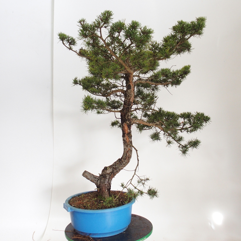 Yamadori - Pinus sylvestris España