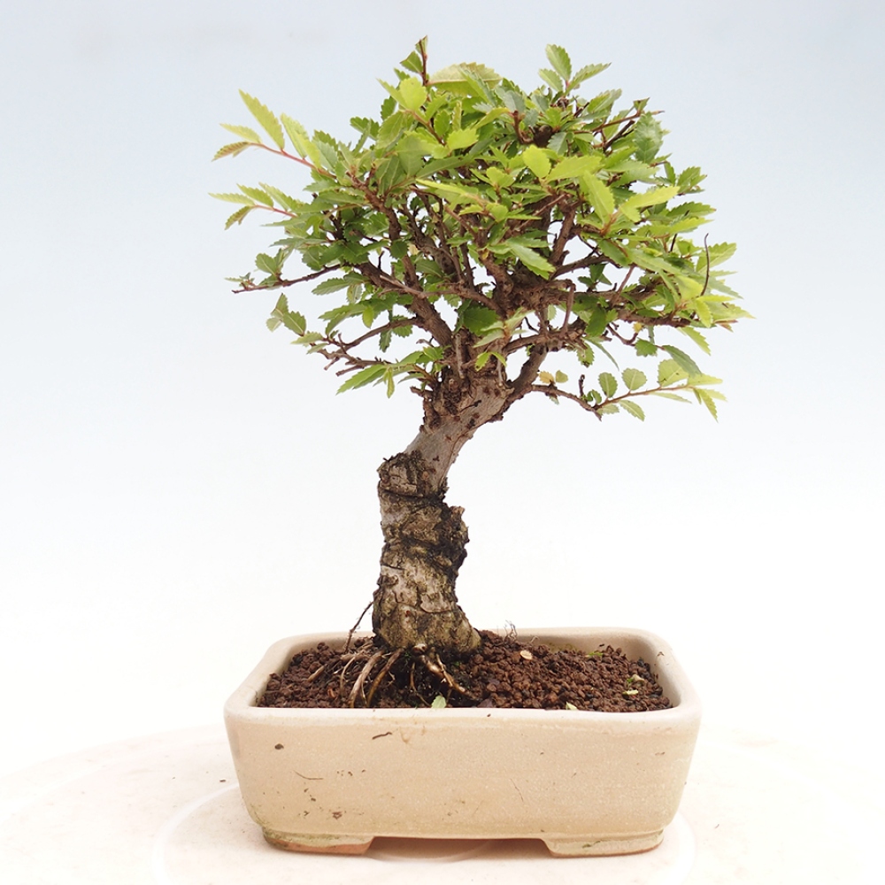 Bonsai de exterior - Zelkova - Zelkova NIRE