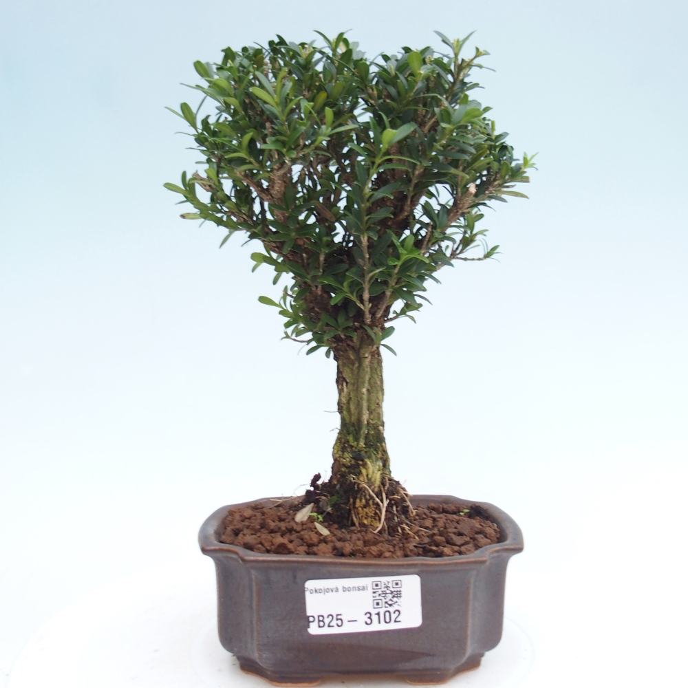 Bonsái de habitación - Buxus harlandii - buxus de corcho