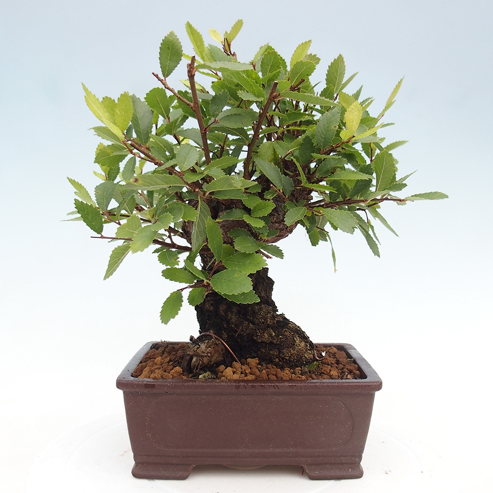 Bonsai de exterior - Zelkova - Zelkova NIRE