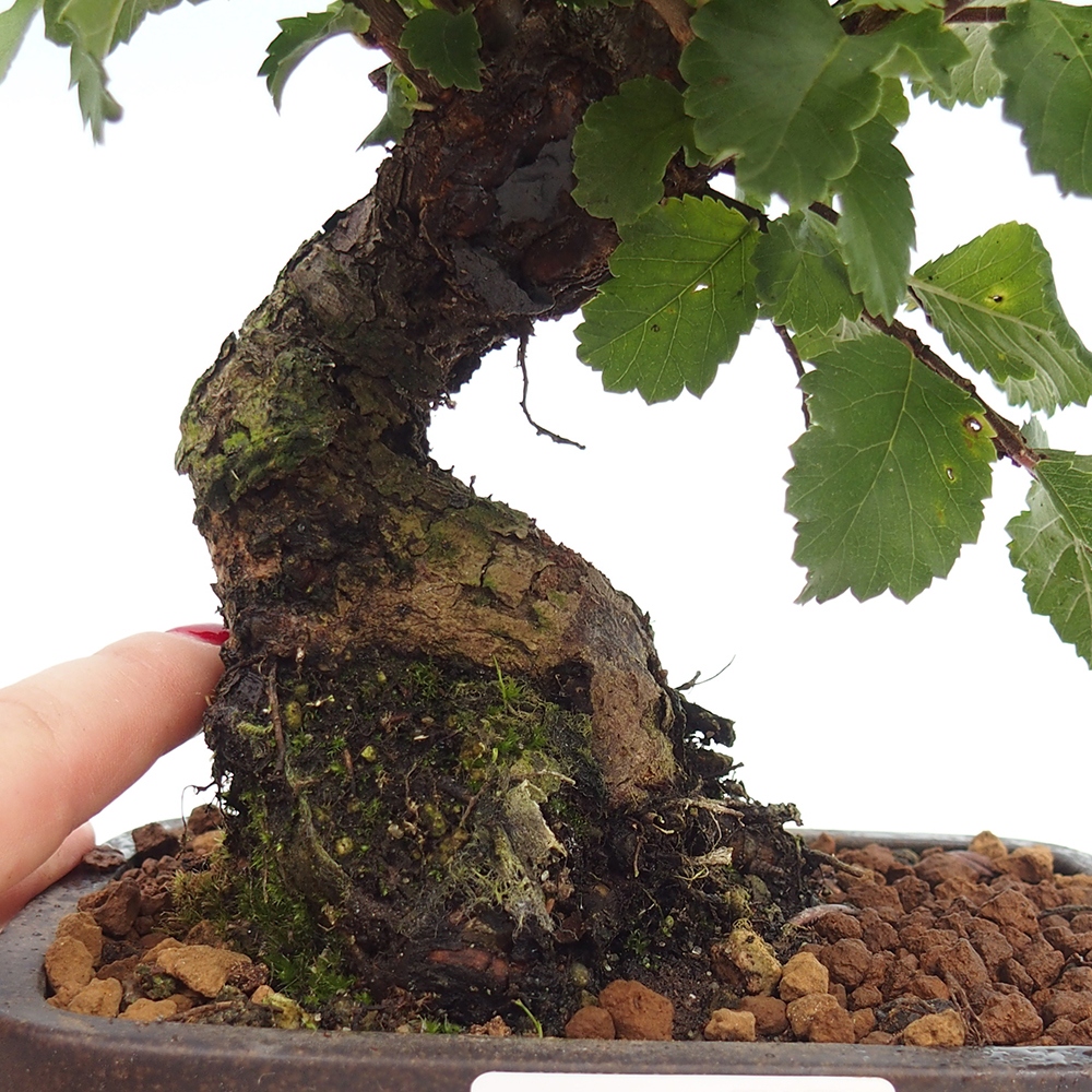 Bonsai de exterior - Zelkova - Zelkova NIRE