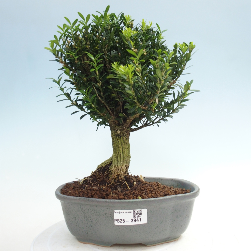 Bonsái de habitación - Buxus harlandii - buxus de corcho