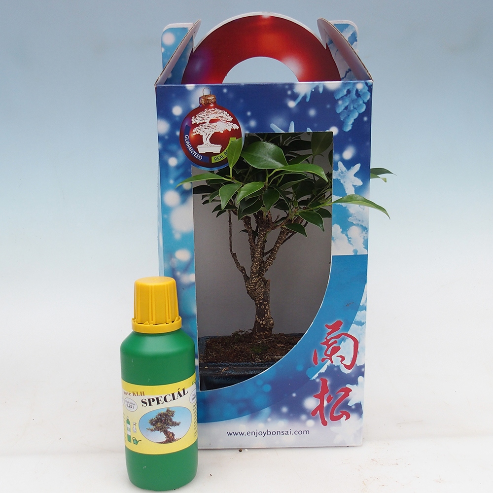 Bonsái de habitación en caja de regalo Ficus retusa - Ficus de hoja pequeña