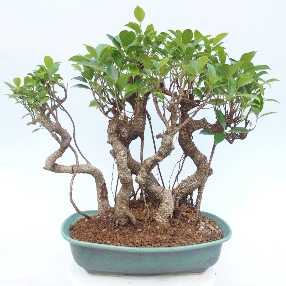 Bonsái de habitación - Ficus kimmen - ficus de hoja pequeña