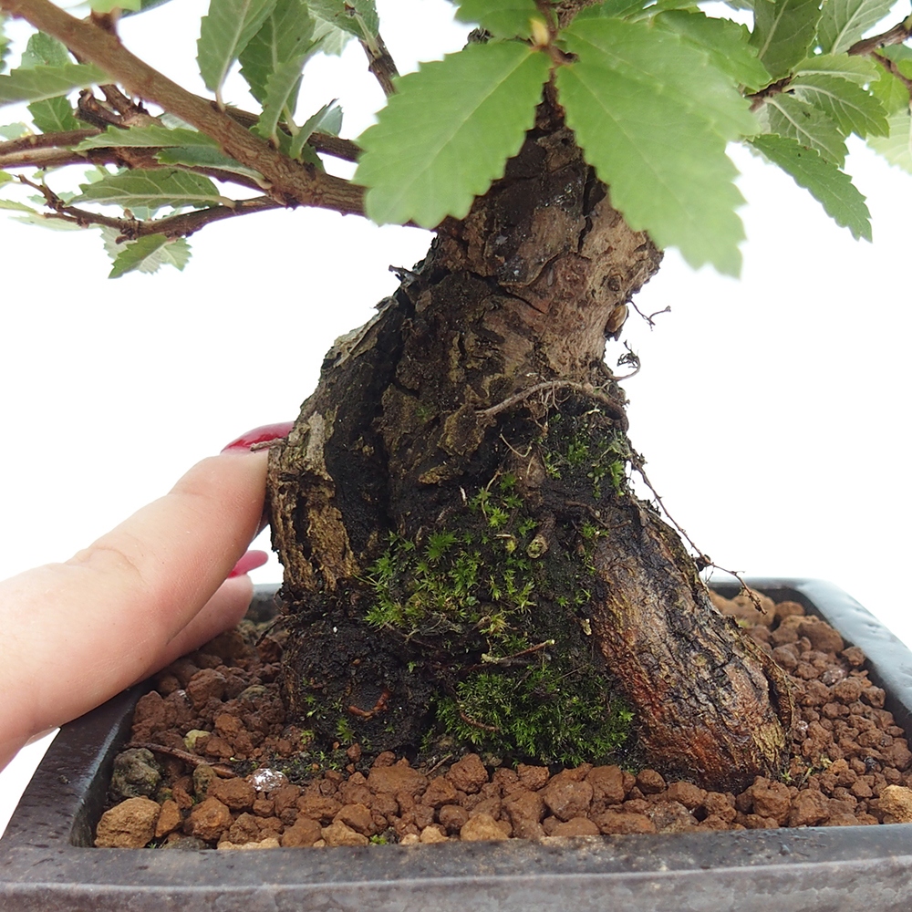 Bonsai de exterior - Zelkova - Zelkova NIRE