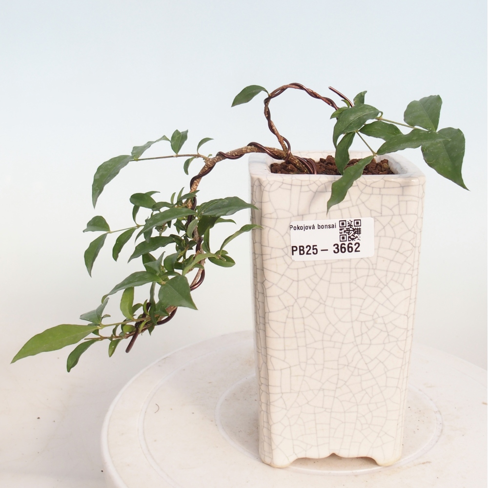 Bonsái de habitación - Malpighia coccigera- Cerezo de Barbdor