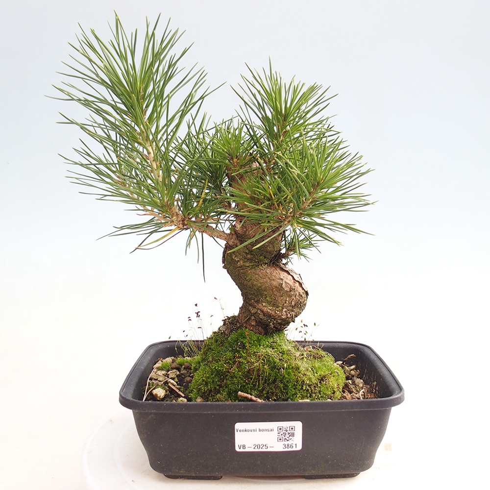 Bonsái de exterior - Pinus thunbergii - Pino Thunberg
