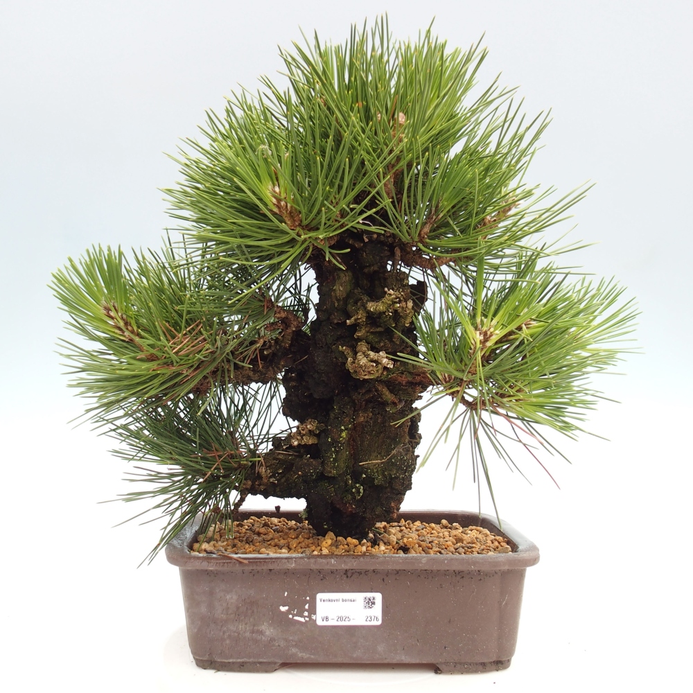 Bonsái de exterior - Pinus thunbergii - Pino Thunberg
