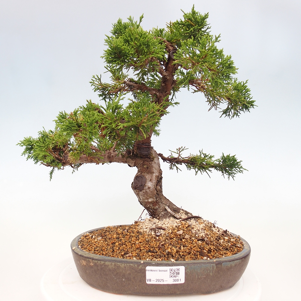Bonsái de exterior - Juniperus chinensis Itoigawa